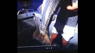 Massive Georgian Bay Salmon! Fox Fishing 4K Shorts.