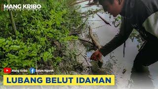 SALAM NGUREK | Tarikan belut yang gak bisa dibeli #kotapekalongan