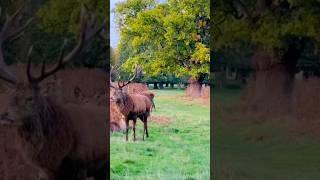 Who loves watching Deers in the Park? #shorts #viralshort #fyp #foryou #deer