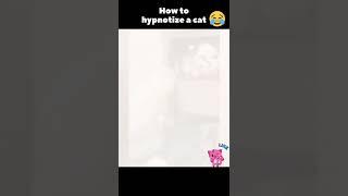 How to hypnotize a cat) Cat and maneki-neko) Funny cats) Tik tok #Shorts