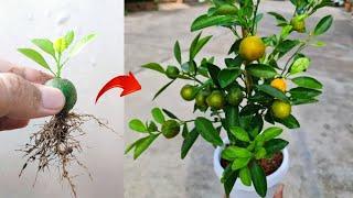 Ideas Skills! Growing a lime tree from lime fruit in pots