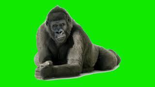 Green screen effect king kong