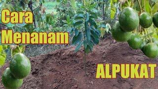 Cara Menanam Alpukat Miki / How To Plant Avocado Tree