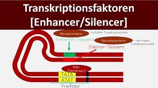 Transkriptionsfaktoren - Enhancer / Silencer [Genregulation Eukaryoten] - [Biologie, Oberstufe]