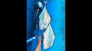 Đi tàu Thăng Long ra Côn Đảo - Chia sẻ chuyến câu 250kg cá. #cauca #caucabien #jigging