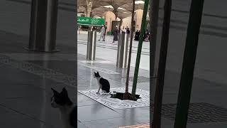 Cat in Haram #short