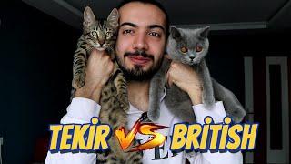 SOKAK KEDİSİ VS CİNS KEDİ!! (Tekir mi? British mi?)