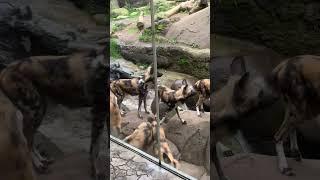 Painted Dogs Investigate Unpainted Dog || ViralHog