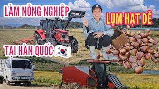 288 CÁCH NGƯỜI HÀN QUỐC LÀM NÔNG NGHIỆP LÊN NÚI LỤM HẠT DẺ