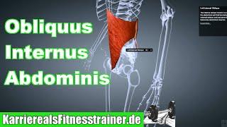 M. Obliquus Internus Abdominis Innerer Bauchmuskel Ansatz Ursprung Funktion B-Lizenz Prüfung