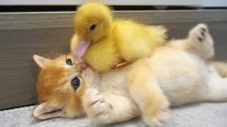 Kitten and little duck || The cutest couple you've ever seen