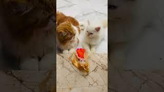 billu ki poounch pe pair nhi rkhna tha #catcomedy #catvideo #cat #catvideo #viralcat