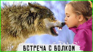  Волк спас ребенка – волк отомстил без крови. Таежные истории про животных. Случай в тайге