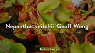 Nepenthes veitchii 'Geoff Wong': One of the GREATEST veitchii