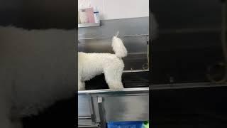 Bubbles the Poodle gets a Haircut!