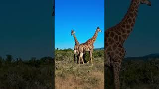 Two young male giraffe’s play fighting #africa #wildlife #wild #giraffe #playfight