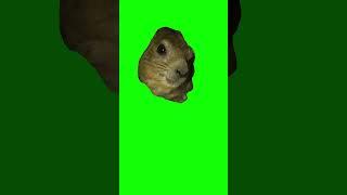 Hyrax Screaming AWAWA! meme - Green Screen