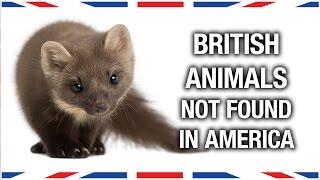 British Animals You Won't Find in America - Anglophenia Ep 27