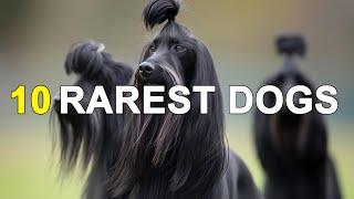 Discovering the World's Ten Rarest Dog Breeds: A Journey Through Unique Canine Wonders!