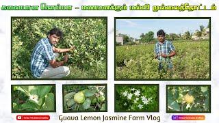 Guava | Lemon | Jasmine Agriculture Farm Vlog by kabilan | Sema Nachunu Irukku  | Vellore