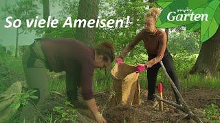 Einen riesigen Ameisenhaufen umsiedeln | MDR Garten