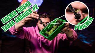 SELBER SHISHA TABAK ANBAUEN | #2 Pikieren