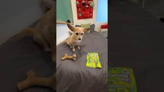 dog chooses bone vs. human candy 