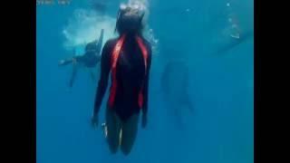 Swimming with Whale Shark (Butanding) in Oslob Cebu, Philippines