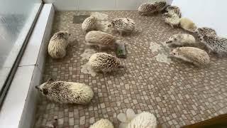 Good morning today hedgehog clean up and take shower