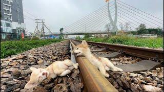 Emergency rescue of two unconscious dogs on train tracks: watch the rescue team's successful rescue!