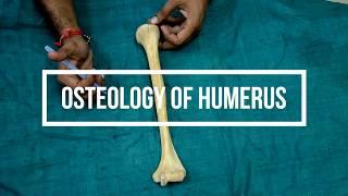 Osteology of Humerus