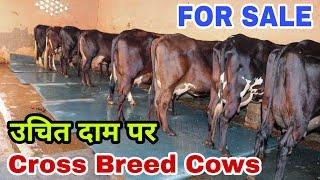 Cross Breed Cows Milking Cows at #cowfarm in Reasonable Price || Haryana Dairy Farm #dairyfarm #cow