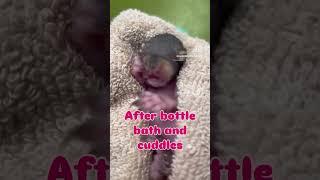 Bottle feeding baby squirrels - this is SO CUTE!!!!! 