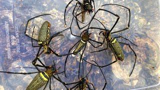 Wow !!! This insects only exists in tropical areas, catching and observing asia spiders