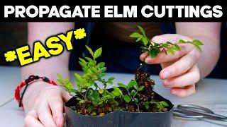 Propagate Chinese Elm from Cuttings for Bonsai *EASY*