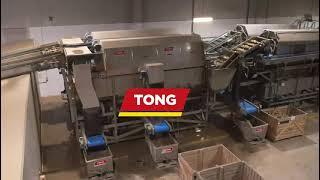 Advanced Potato Washing & Grading from Tong