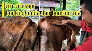 CIRI-CIRI SAPI BUNTING MUDA dan BUNTING TUA #sapibunting #breeding