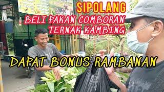 Sipolang | Beli Pakan Ternak Bonus Rambanan