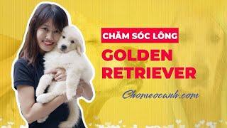 Hướng dẫn nuôi và chăm sóc chó Golden Retriever đơn giản, đúng cách? Chomeocanh.com