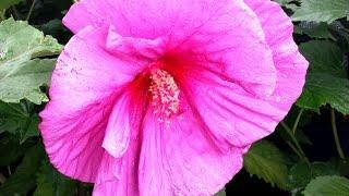 Best Perennials - Hibiscus 'Fantasia' (Rose Mallow)