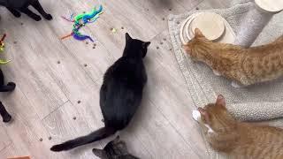 Cats #REACT To Snacktime