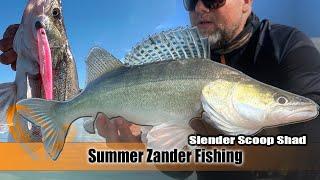  Mastering Summer Zander Fishing: Savage Gear Slender Scoop Shad  @BlacktipH #fishing