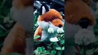 Foxy is enjoying the outdoors! #fox #webkinz #nature #animal #shorts