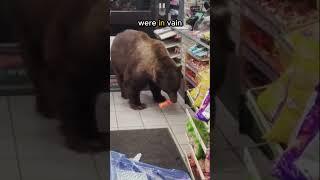 This bear always steals its favourite food from people  #shorts