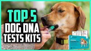 Top 5 Best Dog DNA Tests kits of 2024