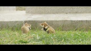 Two Black-bellied hamsters (Cricetus cricetus) fighting, Vienna, Austria, October.