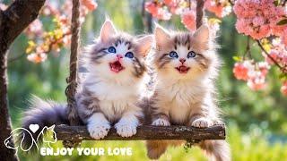 Oh my god these cats are so cute  Cutest cat reactions  to relaxing and soothing music