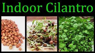How To Grow Cilantro (Coriander) Indoors  - The Definitive Guide