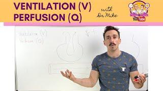 Ventilation (V) Perfusion (Q) Coupling