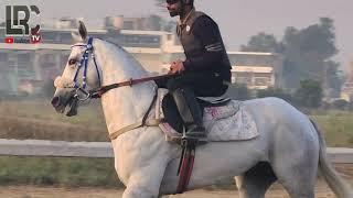 Lahore Race Club Morning Workout 20-03-2021 | LRC TV